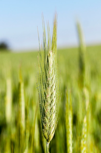 Domaine agricole sur lequel poussent des céréales immatures, du blé.