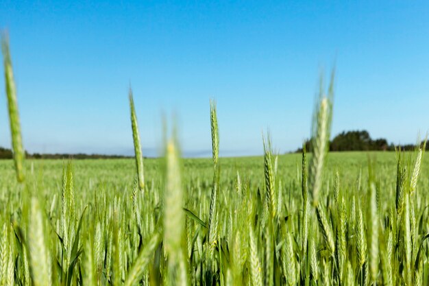 Domaine agricole sur lequel poussent des céréales immatures, du blé.