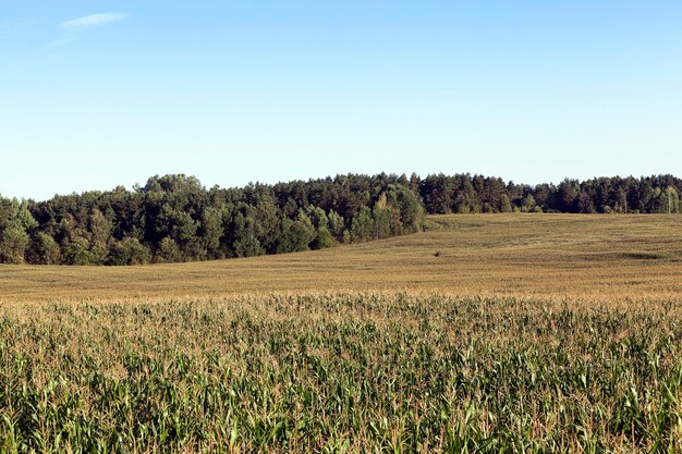 Domaine agricole sur lequel poussent du maïs vert immature. été