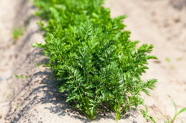 Domaine agricole sur lequel poussent de jeunes carottes vertes. faible profondeur de champ