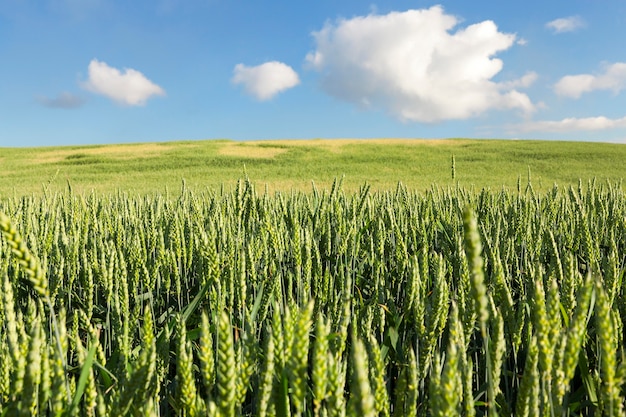 Domaine agricole sur lequel poussent de jeunes céréales immatures, du blé. Ciel bleu avec des nuages en arrière-plan