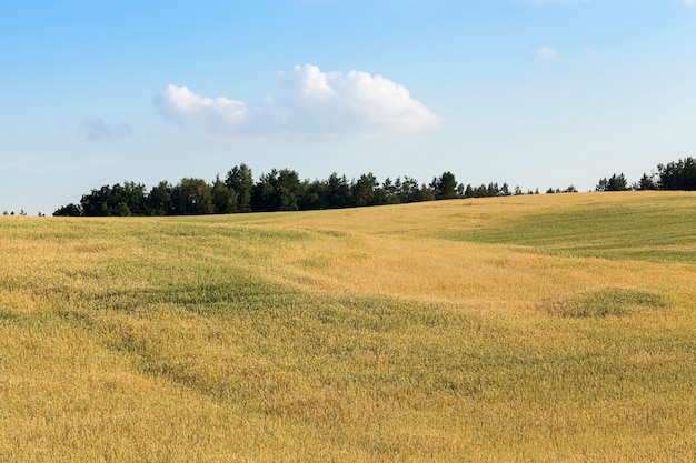 Domaine agricole sur lequel poussent de jeunes céréales immatures, du blé. Ciel bleu avec des nuages en arrière-plan