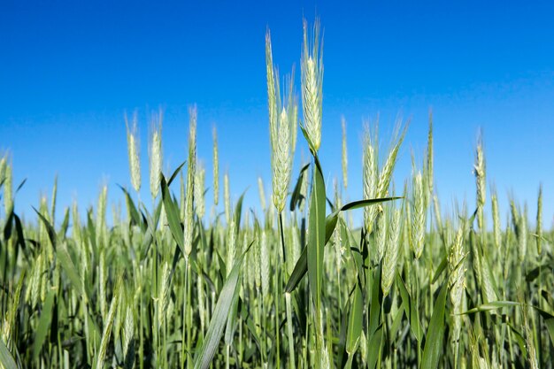 Domaine agricole sur lequel poussent de jeunes céréales immatures, du blé. Ciel bleu en surface