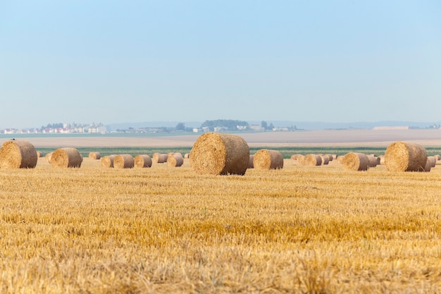 Domaine agricole sur lequel la récolte des céréales, du blé.