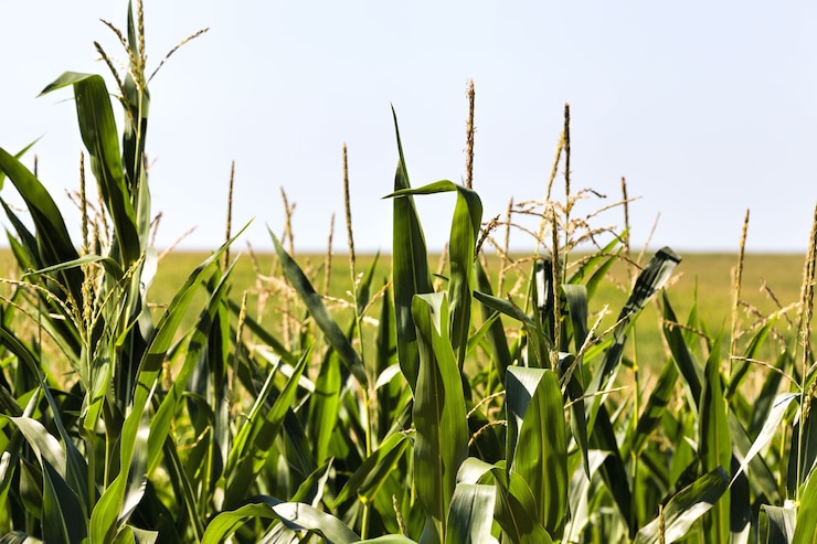 Photo domaine agricole où le maïs sucré est cultivé pour la production et la réception de nourriture