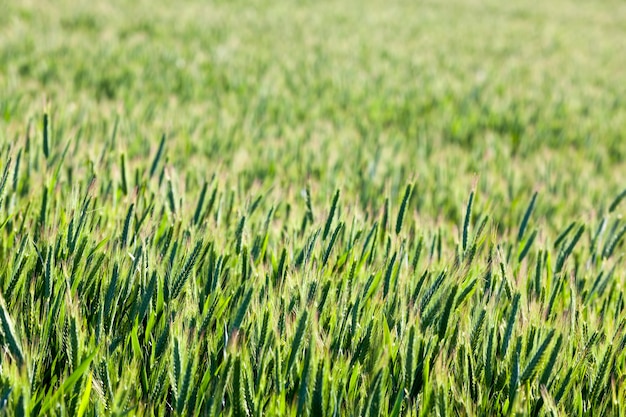 Domaine agricole où pousse le seigle vert