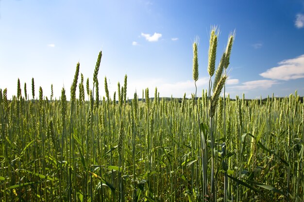 Domaine agricole où poussent des grains verts non mûrs