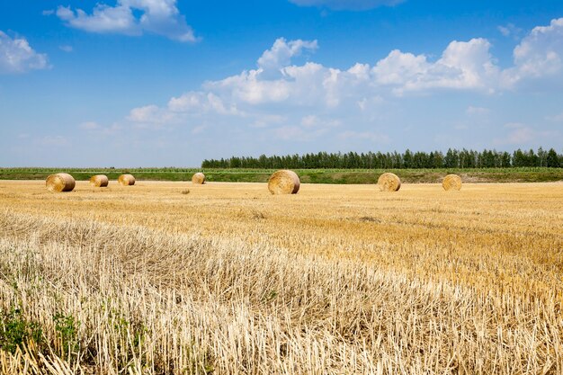 Domaine agricole où la récolte est effectuée céréales, Bélarus, été