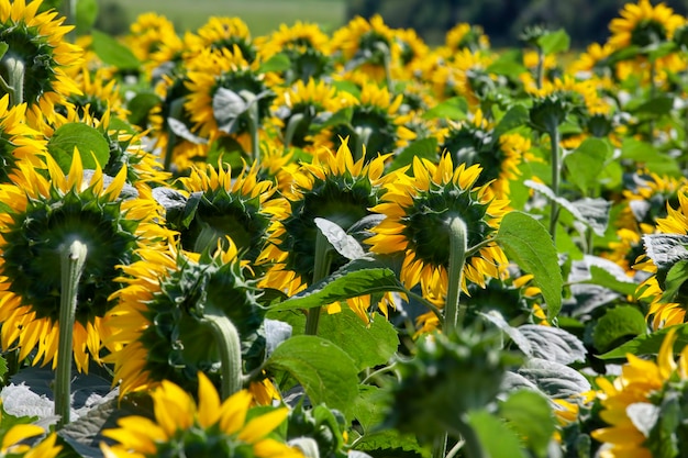 Domaine agricole où le tournesol est cultivé pour la production d'huile