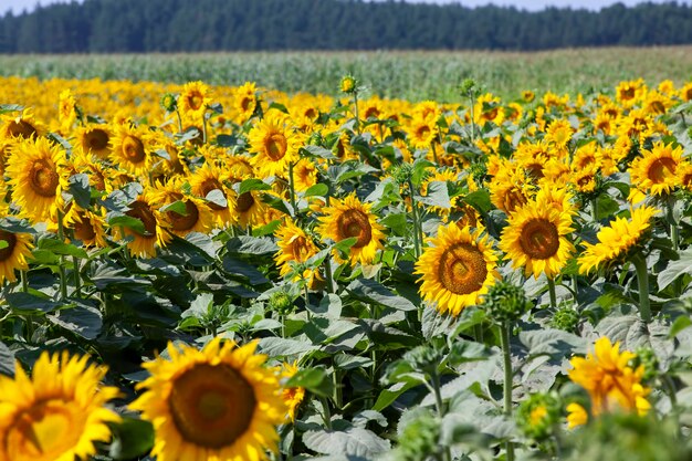 Domaine agricole où le tournesol est cultivé pour la production d'huile