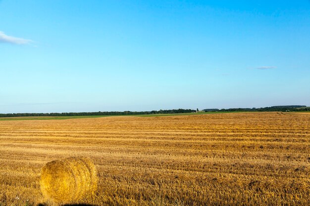 Domaine agricole qui faisait la récolte des céréales, du blé. sur le terrain est resté de la paille inutilisée.