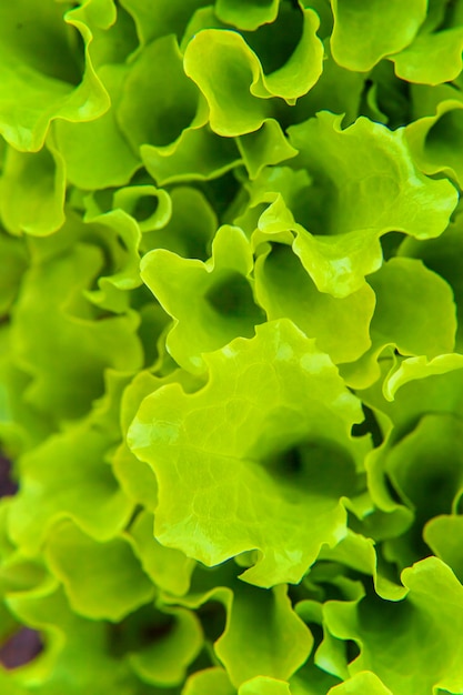 Domaine agricole avec salade de laitue verte