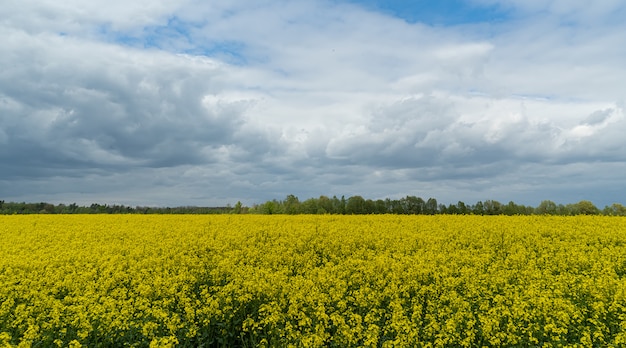 Domaine de la belle fleur d'or au printemps de colza avec ciel bleu