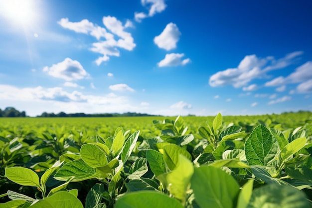 Le domaine du soja prospère est l'essence de l'agriculture.