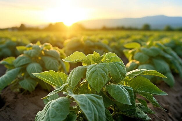 Le domaine de la pomme de terre prospère est l'essence de l'agriculture.