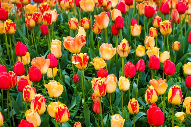 Domaine de tulipes de couleur rouge et jaune dans le parc de Keukenhof, Pays-Bas