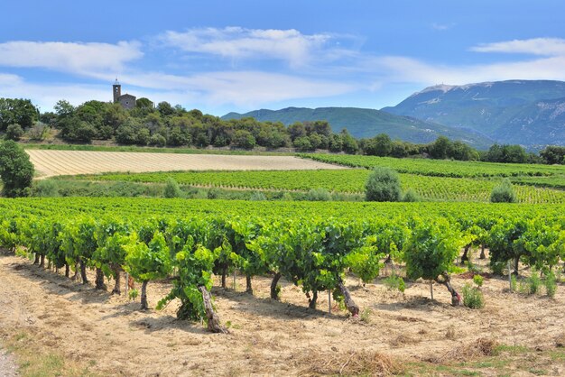 Domaine de la vigne en été poussant dans le Vaucluse france avec fond Mont ventoux