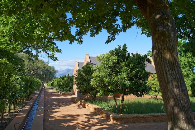 Domaine viticole dans les vignobles du Cap dans le district de Stellenbosch de la province de l'Ouest Des arbres verts poussent le long du chemin d'un vignoble Une belle ferme viticole à la campagne pendant l'été