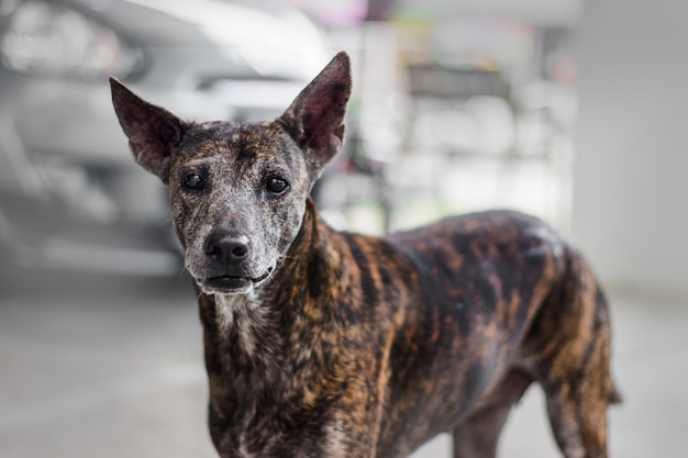 Dommage visage de chien errant en couleur tigre