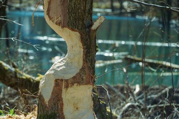 Photo dommages au tronc d'arbre causés par des dents de castor un arbre presque coupé par un castor pour construire un barrage dommages à l'écosystème dus aux actions des castors