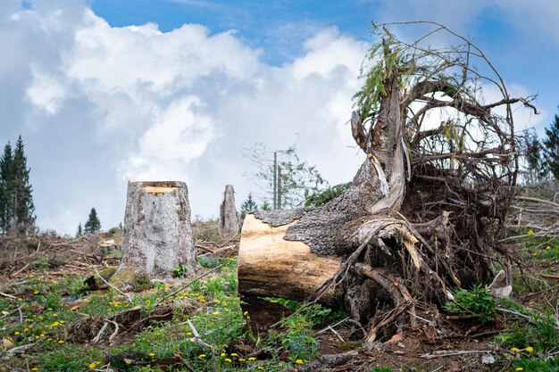 Photo les dommages causés par la tempête vaia reste de grumes brisées monte avena province de belluno italie