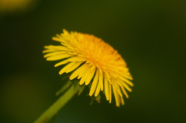 Dondellion jaune