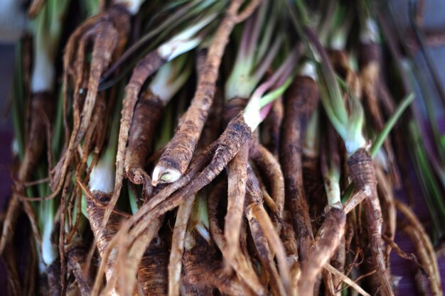 Dong Quai frais, Angelica sinensis