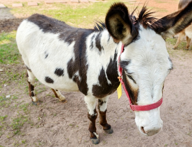 Dongkey deux tons se tiennent dans le fond de nature de ferme.