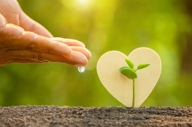 Donner de l'eau à la main aux jeunes pousses vertes poussant dans le sol et le symbole du coeur en bois sur la lumière du soleil extérieure et le flou vert. Arbre d'amour, sauver le monde ou concept de croissance et d'environnement