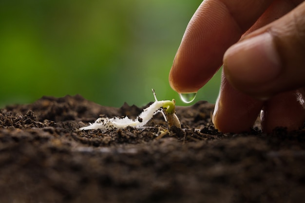 Donner de l'eau à la main aux semis de légumes poussent sur un sol noir