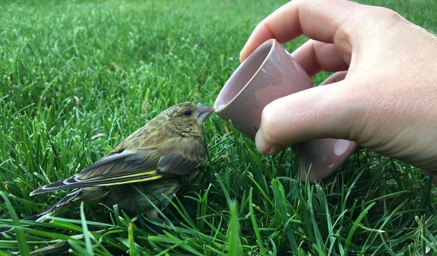 Donner de l'eau à un oiseau fatigué