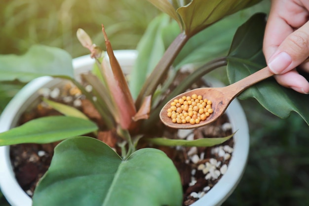 Donner à la main de l'engrais à une jeune plante en croissance sur un pot de ferme biologique