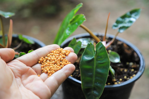 Donner à la main de l'engrais à la plante Philodendron billietiae dans une plante en pot dans une ferme biologique verte pour la décoration