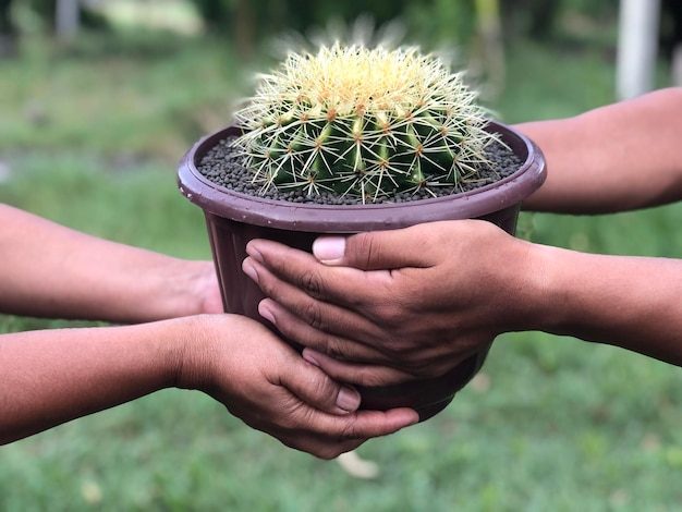 Photo donner à la main un pot de cactus à un autre