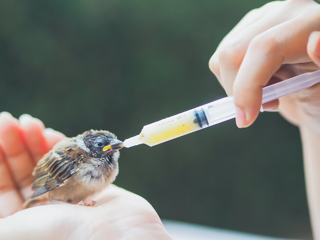 Photo donner de la nourriture à moineau par seringue