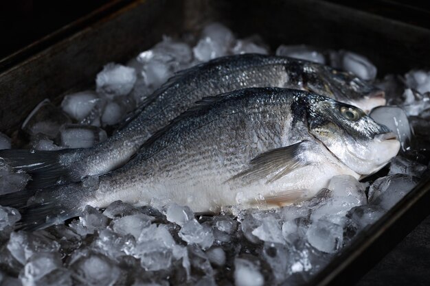 Dorado cru avec de la glace dans un plateau en étain. Disposition minimaliste pour un restaurant de poisson, une boutique ou un marché aux poissons. Nature morte aux couleurs sombres