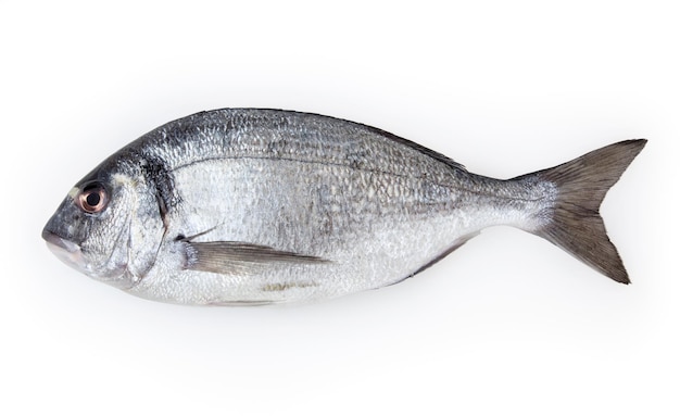 Dorado de poisson isolé sur fond blanc avec un tracé de détourage