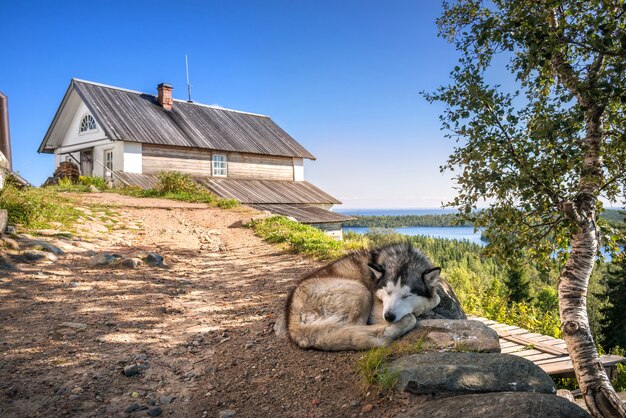 Dormir chien sur une montagne dans le calvaireCrucifixion ermitage sur l'île Anzer Îles Solovetsky