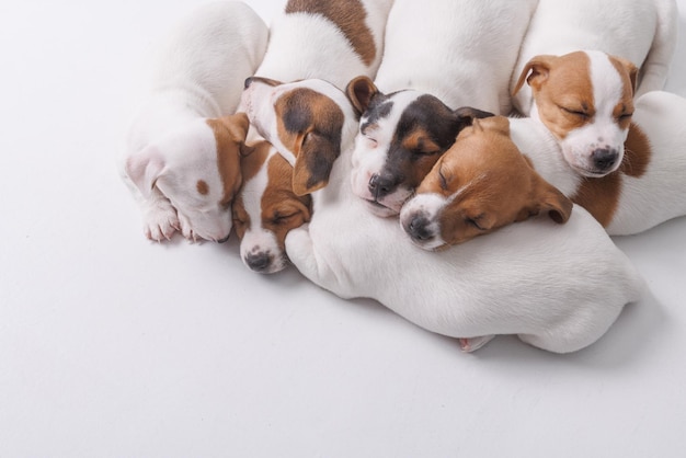 Dormir chiots jack russell terrier sur fond blanc isolé