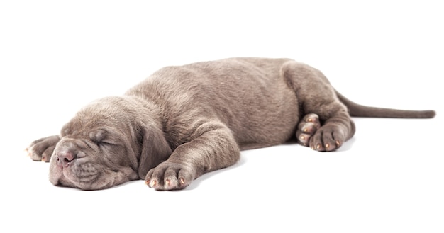 Dormir jeune chiot mastiff italien cane corso (1 mois) sur fond blanc.