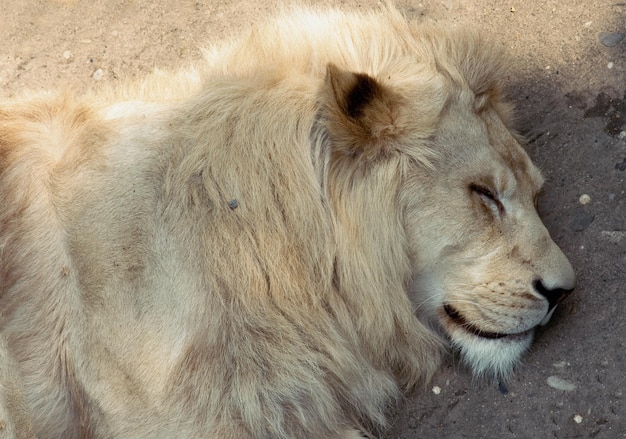 dormir lion