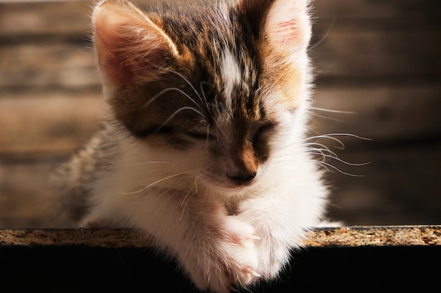 Dormir petit, beau chaton gris et blanc.