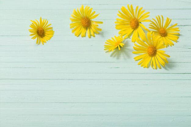 Doronicum fleurs sur fond de bois vert peint