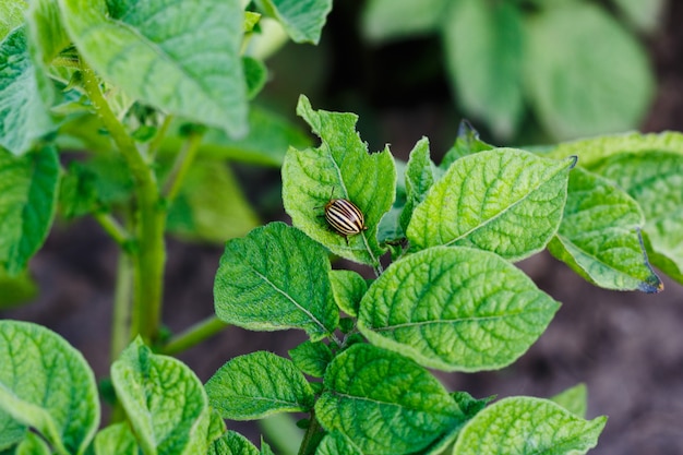 Le doryphore mange des feuilles de pommes de terre vertes insecte ravageur jardin jardinage naturel fond