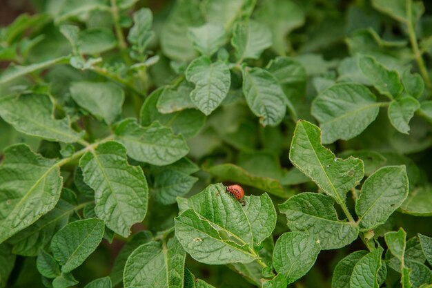 Doryphore de la pomme de terre sur les feuilles de pomme de terre Parasites dans l'agriculture