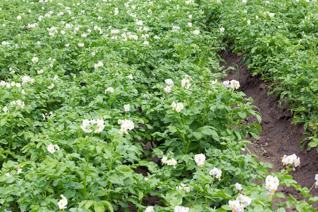 Photo doryphore de la pomme de terre leptinotarsa decemlineata sur les buissons de pommes de terre ravageur des plantes et de l'agriculture