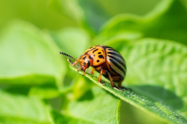 Le doryphore de la pomme de terre (Leptinotarsa decemlineata) est un grave ravageur des pommes de terre, des tomates et des aubergines. Les insecticides sont actuellement la principale méthode de lutte contre les coléoptères. Gros plan avec un DOF peu profond.