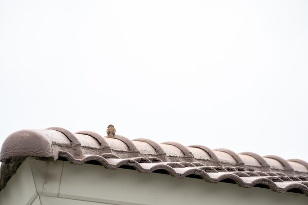 Dos du moineau friquet eurasien et s'accrocher seul au toit.