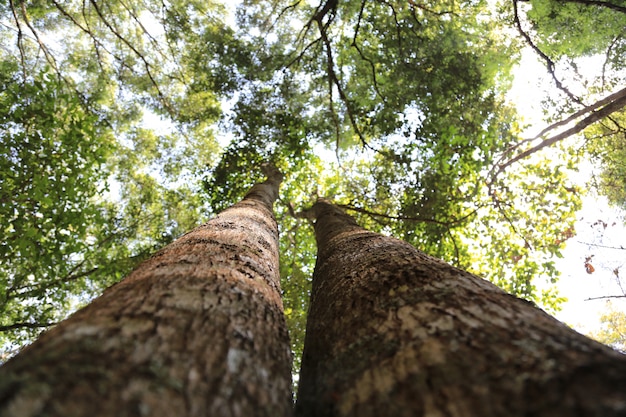 Le double arbre s&#39;est élevé dans le ciel.