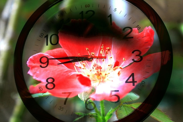 Photo double exposition de la fleur et de l'horloge